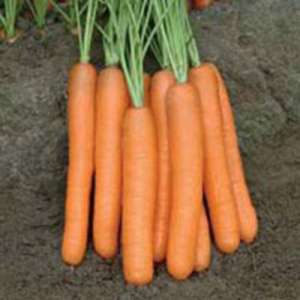 Монанта - морковь, Rijk Zwaan фото, цена